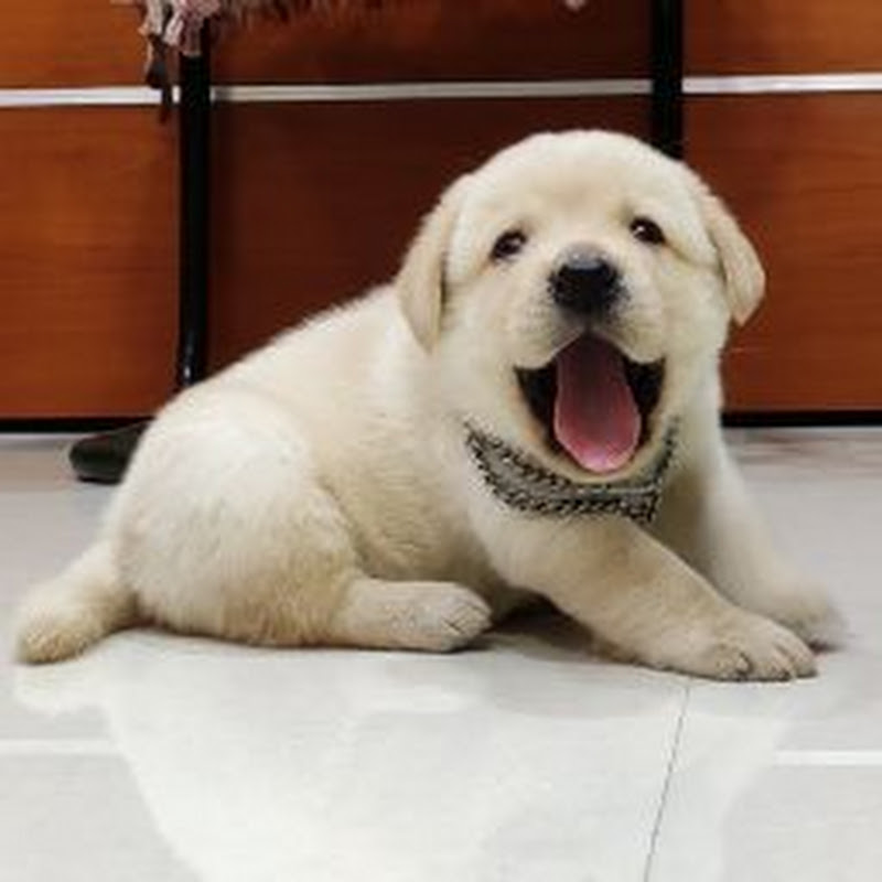Little John The Labrador