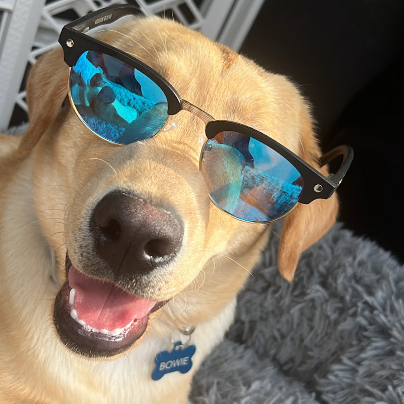 the_uber_dog