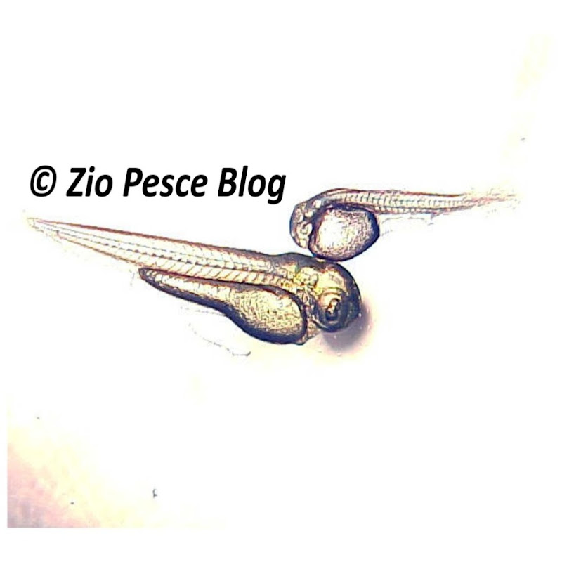 Zio Pesce Blog