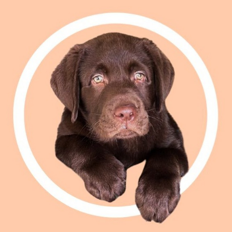 The Lab Woody 