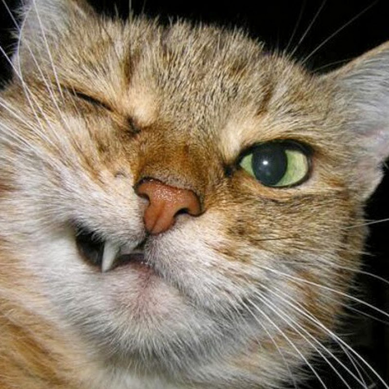 CatVid Repository