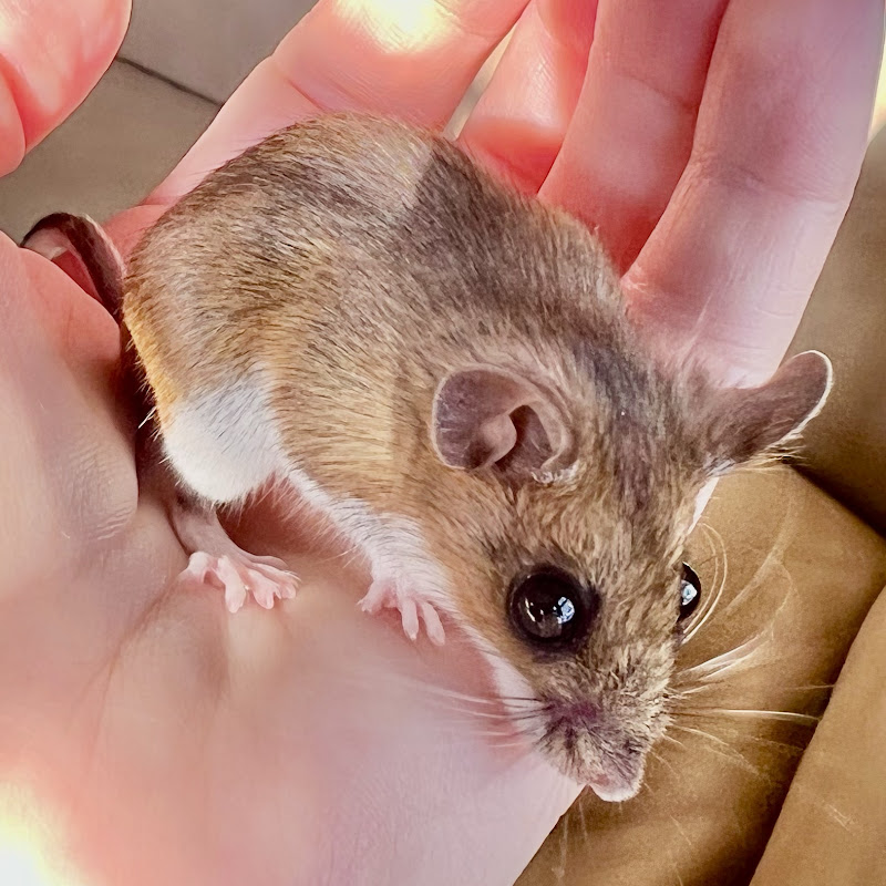 Mousetales