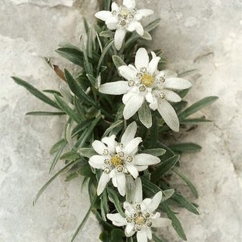 Floare de Colt