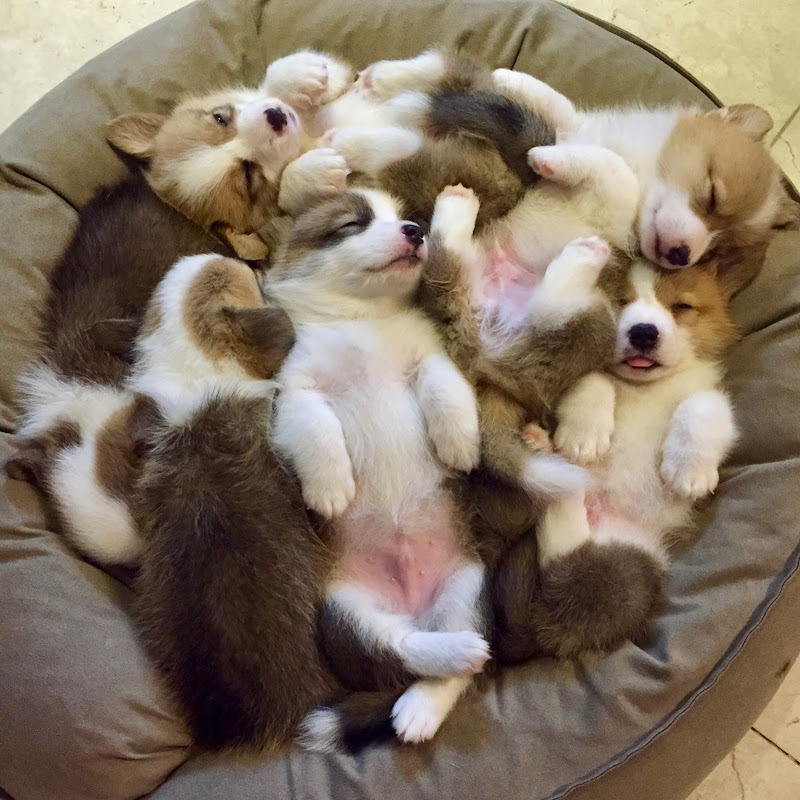 8코기네 /8Corgi House