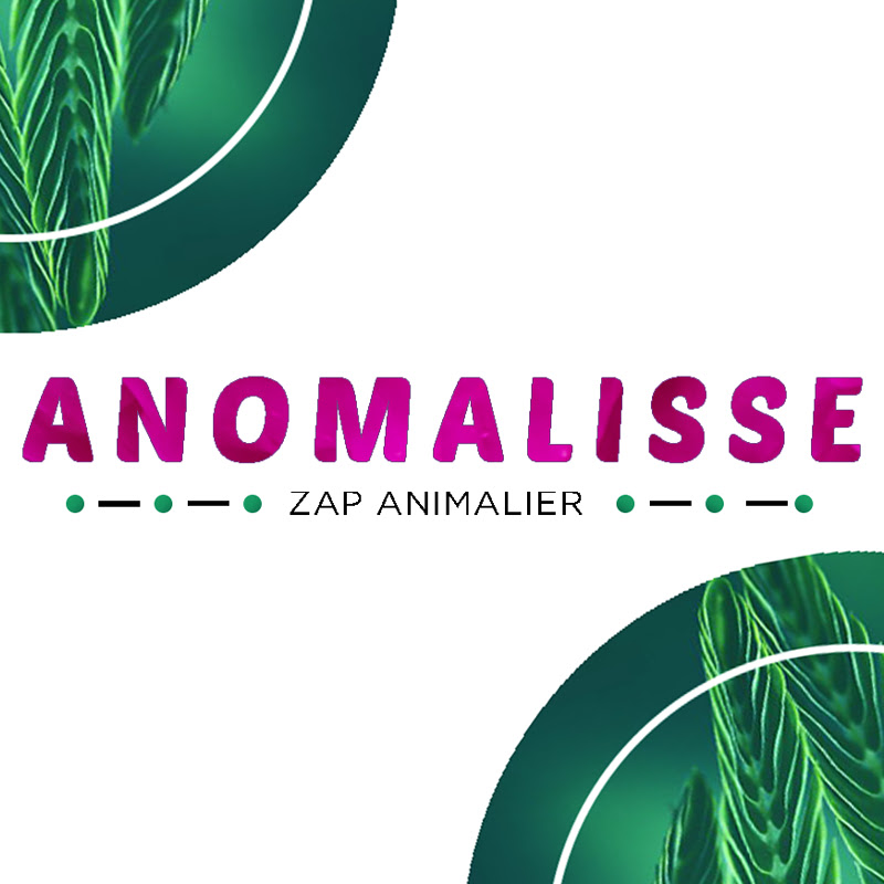 Anomalisse Zap