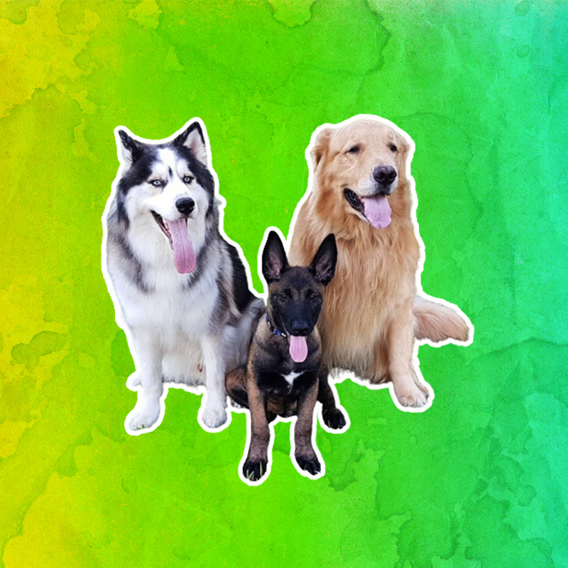 Cães em nossa vida!!!
