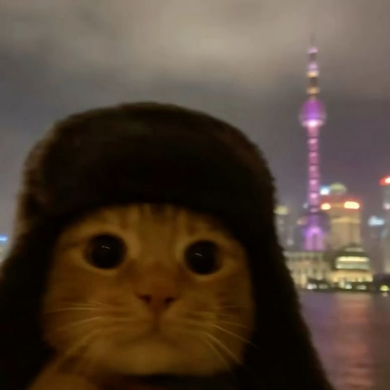 MeowCats